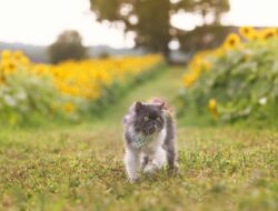 Arti Mimpi Memberi Makan Kucing Menurut Primbon