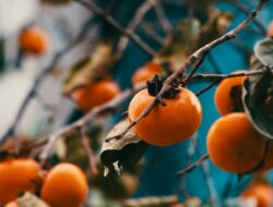 Arti Mimpi Makan Buah Salak Menurut Primbon