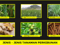 10 Jenis Tanaman Perkebunan yang Bernilai Ekonomi Tinggi