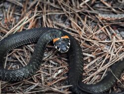 Arti Mimpi Melihat Ular Hitam Menurut Primbon