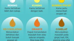 10 Jenis Warna Urine dan Artinya untuk Kesehatan Anda