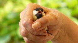 Arti Mimpi Menangkap Burung Dengan Tangan Kosong Menurut Primbon