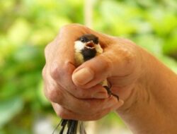 Arti Mimpi Menangkap Burung Dengan Tangan Kosong Menurut Primbon