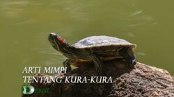 Arti Mimpi Melihat Kura Kura Besar Dan Kecil Menurut Primbon