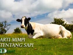 Arti Mimpi Sapi Ngamuk Menurut Primbon