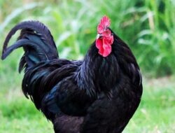 Arti Mimpi Membersihkan Kotoran Ayam Menurut Primbon