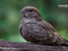 Arti Mimpi Menangkap Anak Burung Menurut Primbon