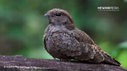 Arti Mimpi Menangkap Burung Perkutut Menurut Primbon