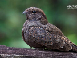 Arti Mimpi Burung Gagak Menurut Primbon