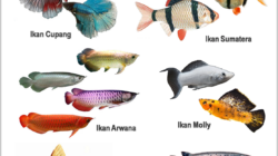 10 Jenis Ikan Hias Air Laut dan Ciri Morfologinya yang Mempesona