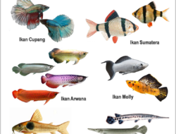 10 Jenis Ikan Hias dari Indonesia dan Nama Latinnya yang Populer