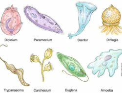 10 Jenis Protozoa Menguntungkan dan Peranannya dalam Ekosistem