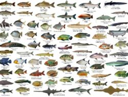 10 Jenis Ikan Ekonomis Penting untuk Konsumsi dan Gizi Seimbang