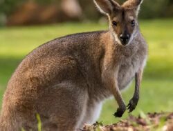 10 Jenis Fauna Australia yang Menarik untuk Diketahui