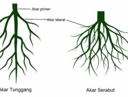 10 Jenis Akar untuk Obat Alami yang Ampuh Mengatasi Berbagai Penyakit