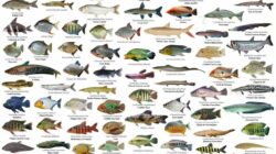 10 Jenis Ikan yang Tidak Boleh Ditangkap dan Alasannya