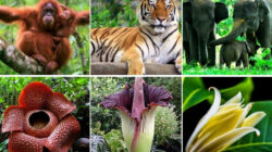 10 Jenis Flora dan Fauna di Indonesia yang Menjadi Kebanggaan Nusantara