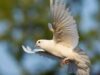 Arti Mimpi Dapat Burung Merpati Menurut Primbon