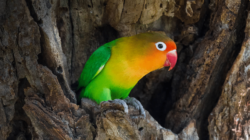 10 Jenis Burung Lovebird Termahal yang Menjadi Favorit Kolektor