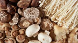 10 Jenis Jamur dan Kelompokannya: Mengenal Lebih Dalam Dunia Fungi