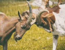 Arti Mimpi Kambing Putih Menurut Primbon