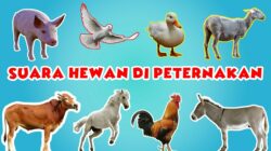 10 Jenis Ternak Kesayangan dan Ciri-cirinya yang Menggemaskan