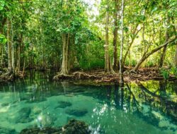 10 Jenis Pohon yang Ada di Hutan Mangrove dan Manfaatnya