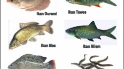 10 Jenis Ikan dengan Ciri yang Berbeda dan Unik