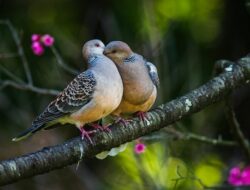 Arti Mimpi Dapat Anak Burung Menurut Primbon